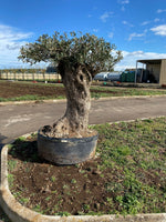 Carica immagine nel visualizzatore Galleria, Albero di Ulivo  Secolare FOTO REALI ritiro in zona Altamura (BA)