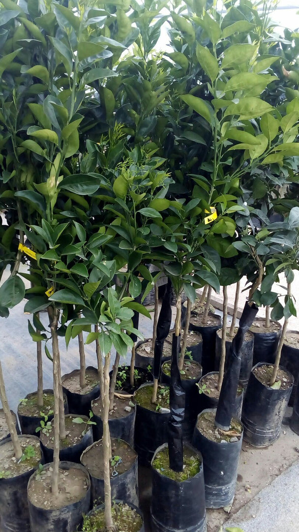 PIANTA DI MANDARINO SATSUMA in fitocella - età 2/3 anni