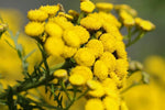 Carica immagine nel visualizzatore Galleria, PIANTA DI ELICRISO HELICHRYSUM ITALICUM  VASO CM 22