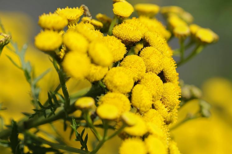 PIANTA DI ELICRISO HELICHRYSUM ITALICUM  VASO CM 22