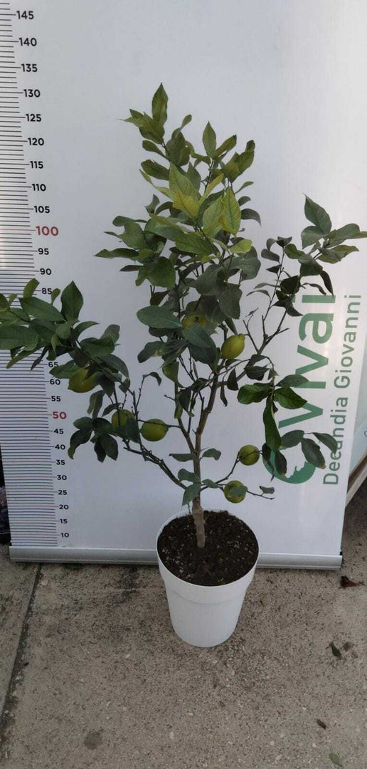 PIANTA DI LIMONE LUNARIO IN VASO BIANCO 110/120 con frutto