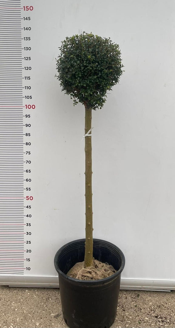 PIANTA DI LIGUSTRUM JONANDDRUM IN VASO ALBERELLO 1/2 FUSTO (foto reali) LIGUSTRO