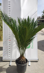 Carica immagine nel visualizzatore Galleria, PIANTA DI CYCAS REVOLUTA CICAS PALMA NANA V.24 CM ALTEZZA 60 CM (foto reali)