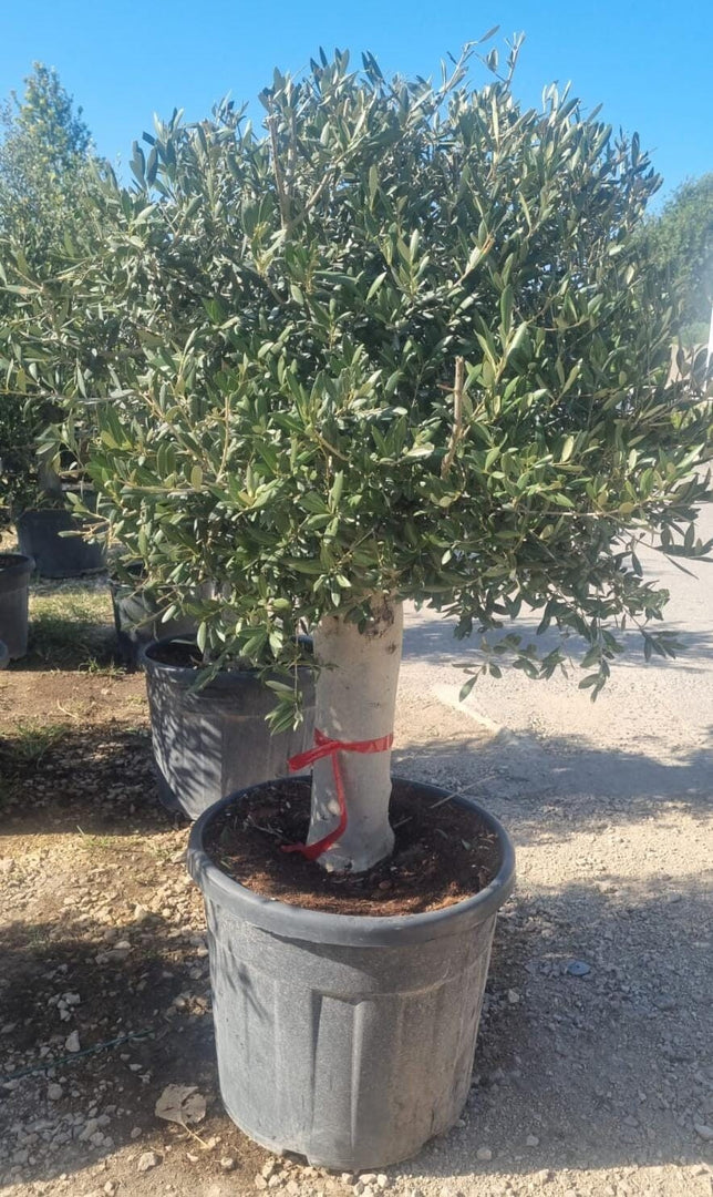 PIANTA DI ULIVO  A PALLA IN VASO 80CM  (foto reale)