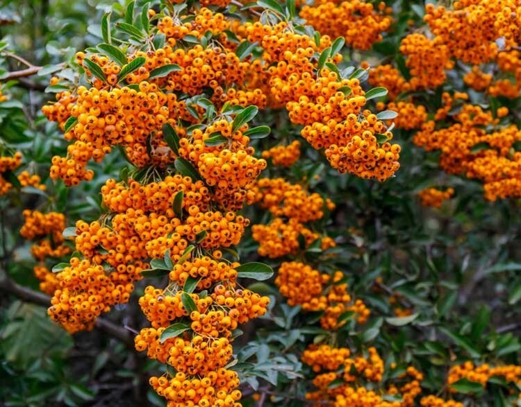 PIANTA DI PIRACANTA A PIRAMIDE ALTEZZA 60/80 CM (FOTO REALI) PYRACANTHA IN VASO