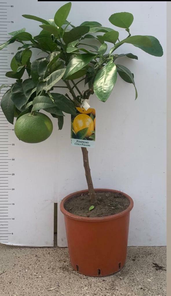 PIANTA DI POMPELMO ROSA innesto basso in vaso 20 (foto reali)