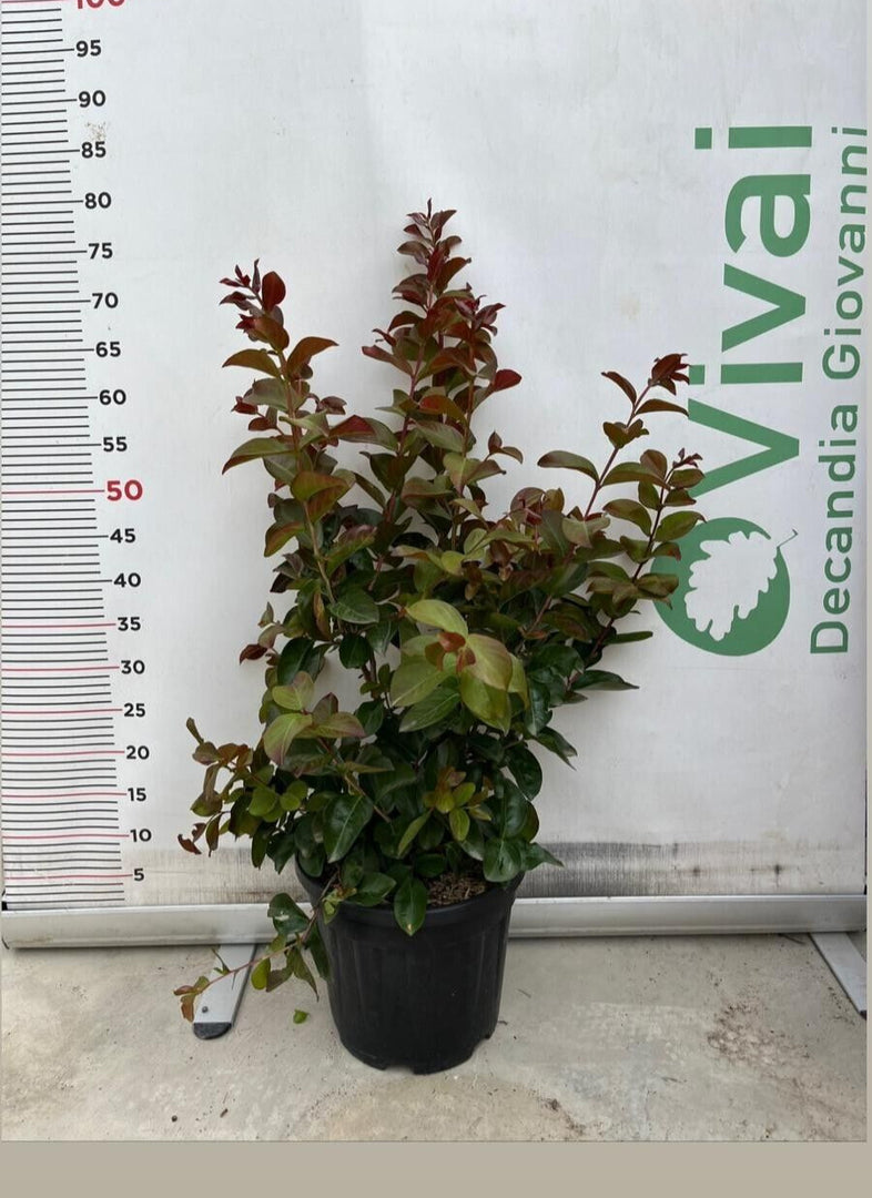 PIANTA DI LAGERSTROEMIA DYNAMITE V. 24 altezza 60/80 cm cespuglio da siepe