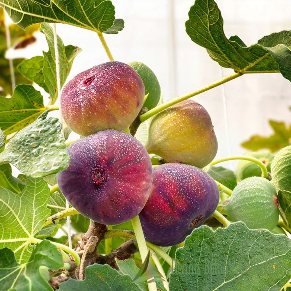 PIANTA DA FRUTTO FICO NANO in vaso 20/24 (foto reali)
