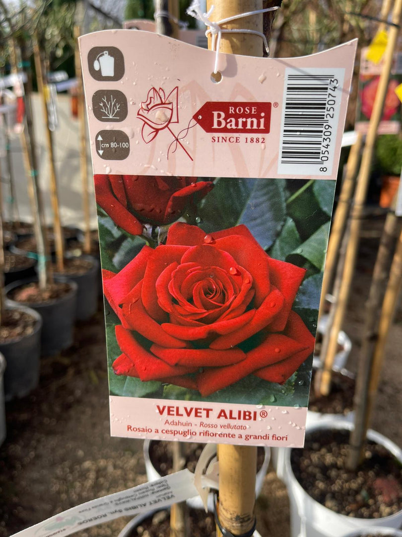 PIANTA DI ROSA ALBERELLO BARNI  VASO BIANCO  COLORI MIX