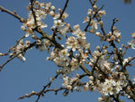 Carica immagine nel visualizzatore Galleria, PIANTA DI PRUNUS SPINOSA o PRUGNOLO SELVATICO ( foto reale)