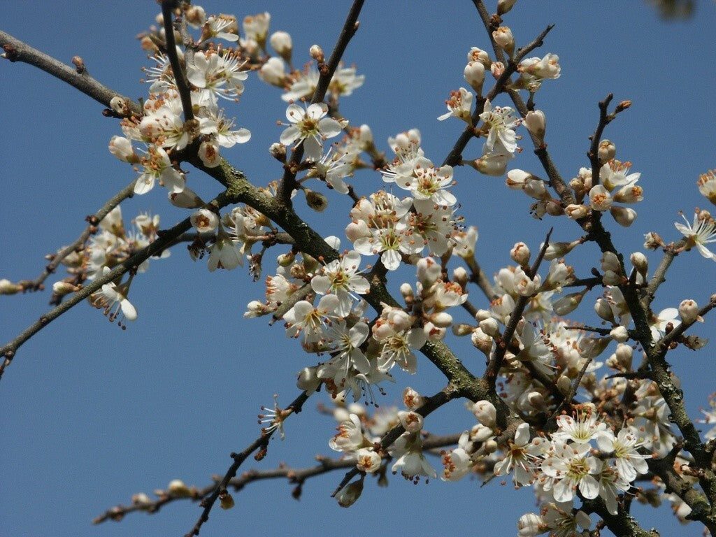 PIANTA DI PRUNUS SPINOSA o PRUGNOLO SELVATICO ( foto reale)