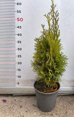 Carica immagine nel visualizzatore Galleria, PIANTA DI THUJA NANA AUREA VASO 17 CM  (foto reale) TUIA ORNAMENTALE
