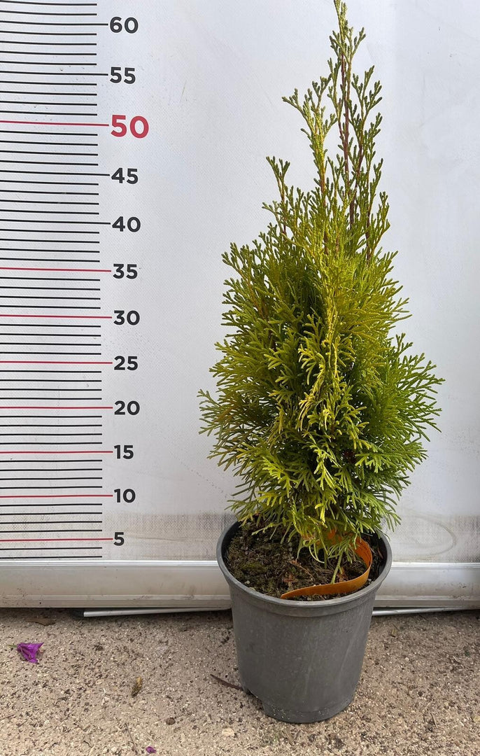 PIANTA DI THUJA NANA AUREA VASO 17 CM  (foto reale) TUIA ORNAMENTALE