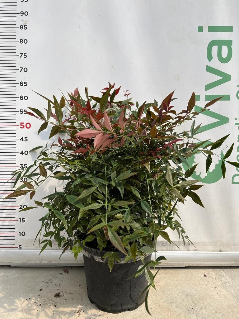 PIANTA DI NANDINA OBESSED V.24 (foto reale)