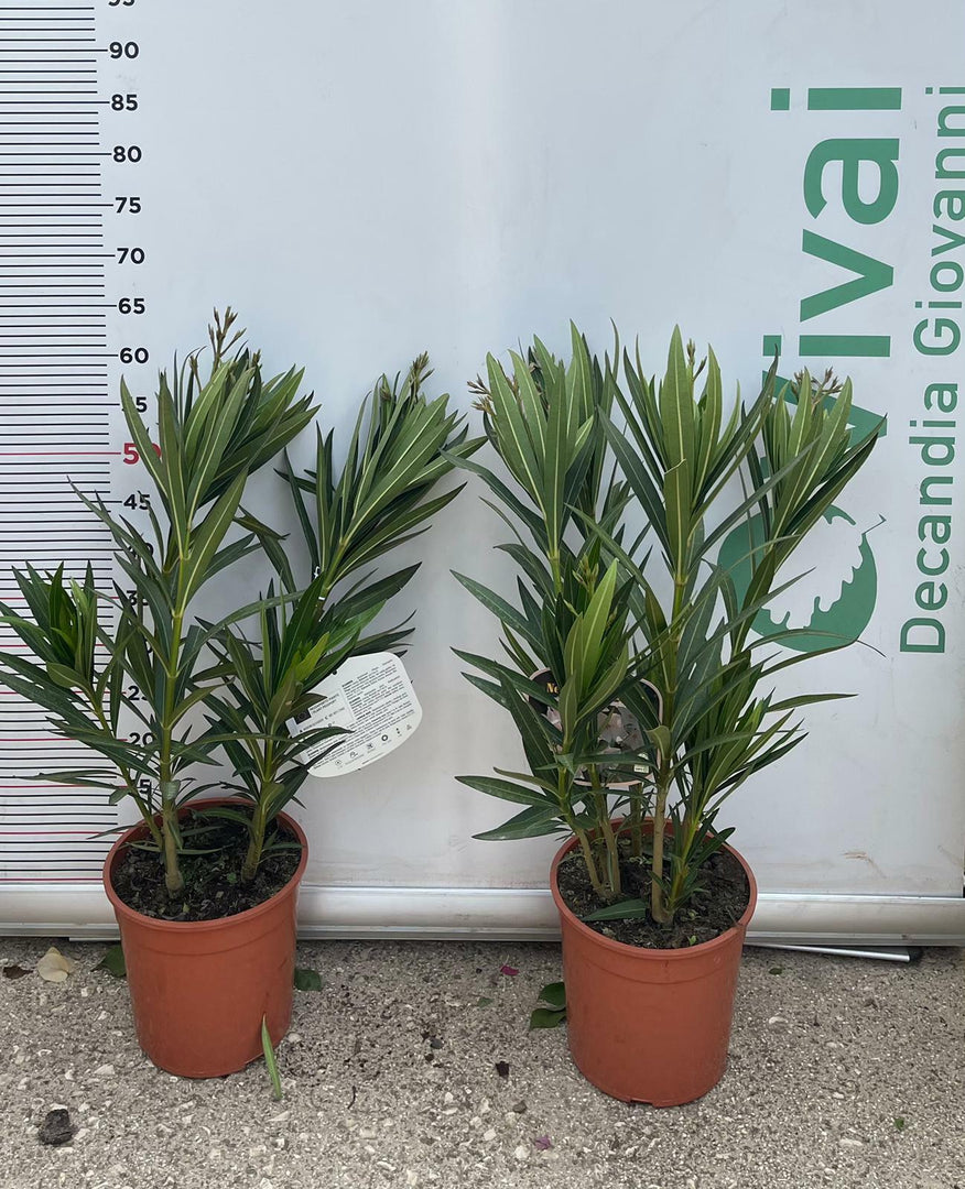 PIANTA DI OLEANDRO NERIUM VASO 19 altezza 50/60 cm colori mix