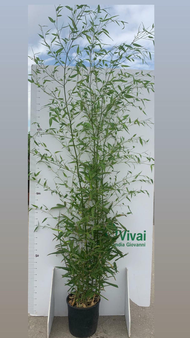 PIANTA DI BAMBU'  "phyllostachys aurea " altezza 160/180 cm  in vaso 24 cm