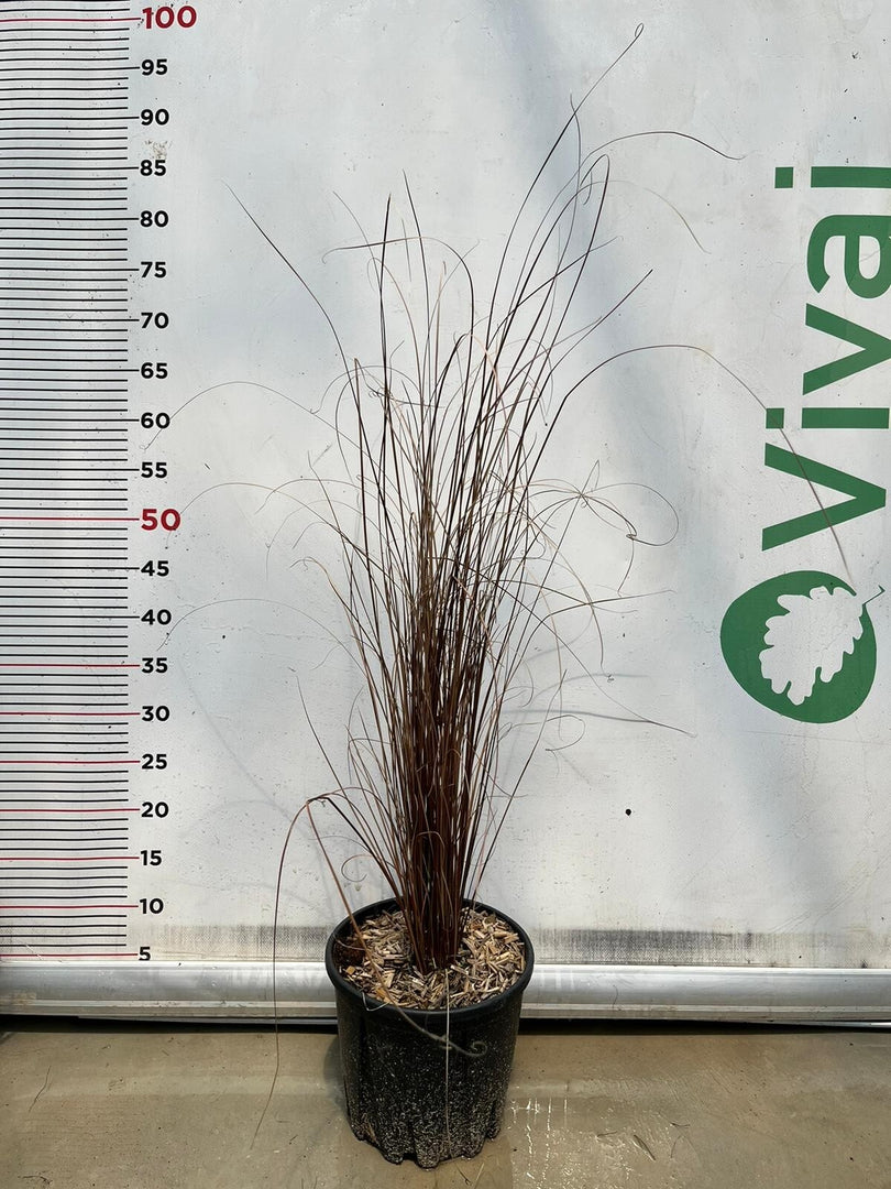 CAREX BUCHANANII pianta graminacea erbacea perenne