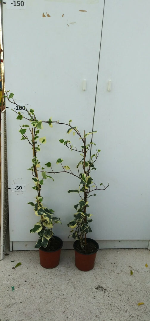 PIANTA DI EDERA VARIEGATA  FOGLIA LARGA ALTEZZA 60/80 cm (foto reale) IN VASO.