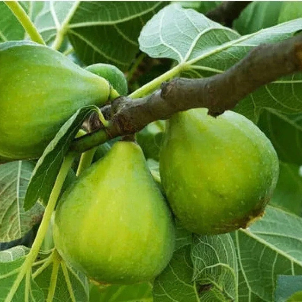 PIANTA DA FRUTTO FICO PETRELLI in vaso 20 età 2/3 anni (foto reali)