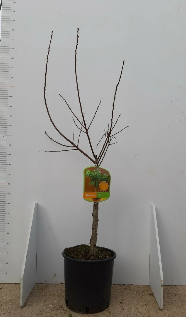 PIANTA DA FRUTTO ALBICOCCO NANO in vaso 20/24 (foto reali)