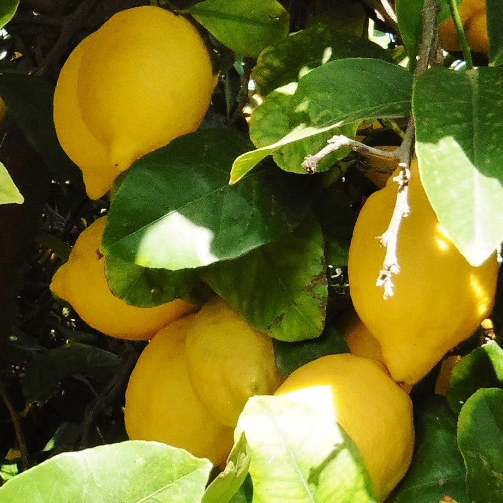 PIANTA DI LIMONE VERNA in fitocella - età 2/3 anni (foto reali)