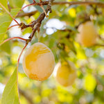 Carica immagine nel visualizzatore Galleria, PIANTA DA FRUTTO SUSINO COSCIA DI MONACA in vaso 20 età 2/3 anni (foto reali)