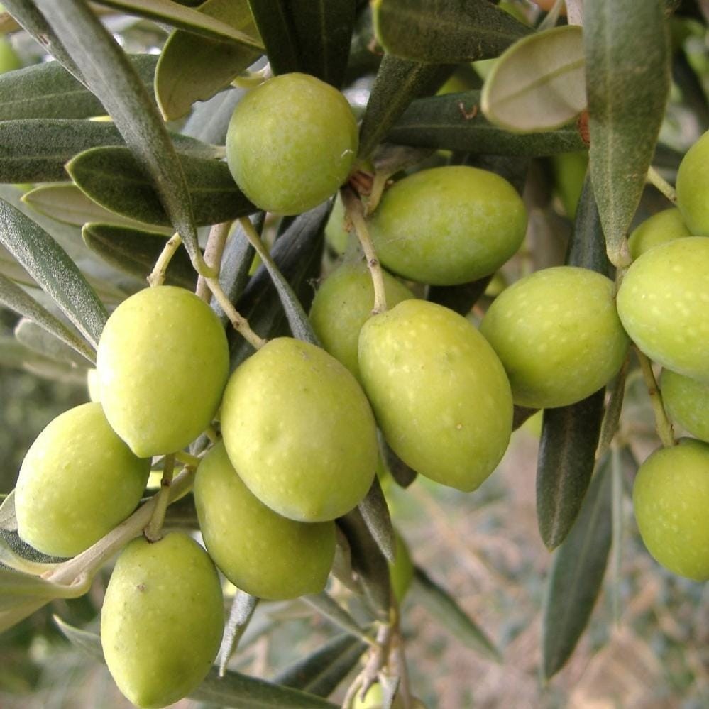 PIANTA DI ULIVO PASOLA DI ANDRIA in vaso 20/fitocella età 2/3 anni
