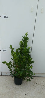 Carica immagine nel visualizzatore Galleria, PIANTA DI CORBEZZOLO ARBUTUS UNEDO IN VASO18 cm ALTEZZA 40/50 CM