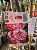 Carica immagine nel visualizzatore Galleria, PIANTA DI ROSA ALBERELLO BARNI  VASO BIANCO  COLORI MIX