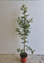 Carica immagine nel visualizzatore Galleria, PIANTA DI MIMOSA V.19-Acacia dealbata