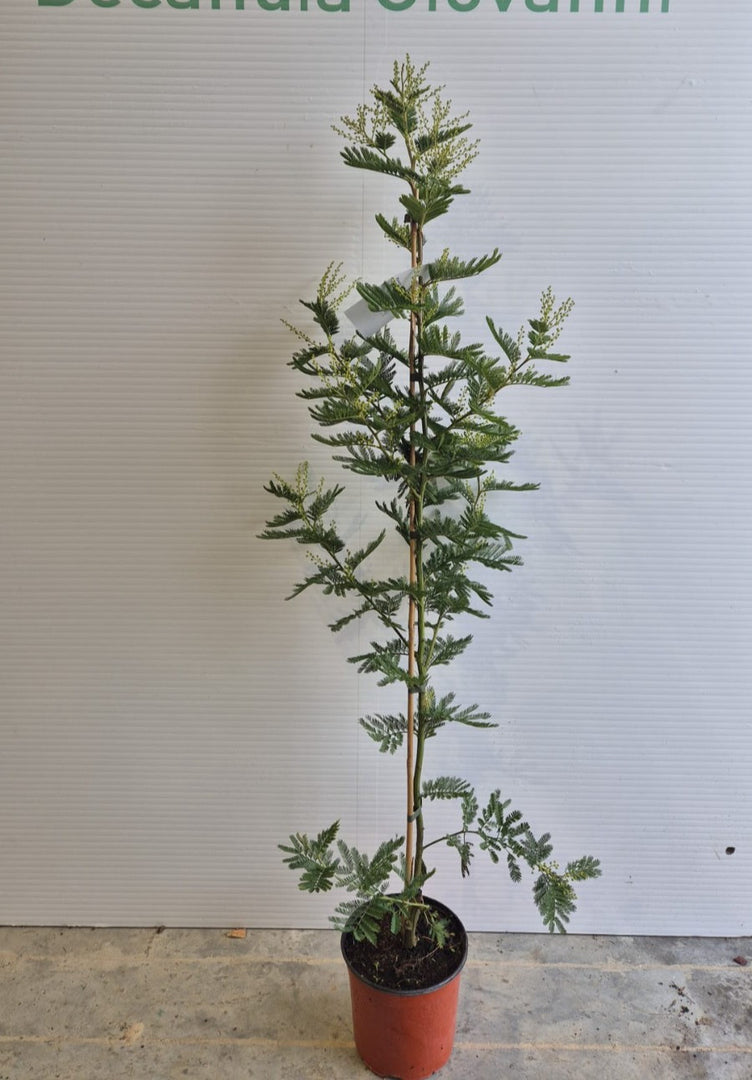 PIANTA DI MIMOSA V.19-Acacia dealbata