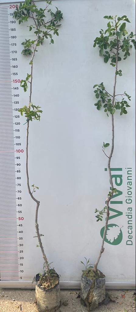 3 Piante di Pistacchio AEGINA (2 Femmina + 1 Maschio) Innesto 4 Anni – Fitocella