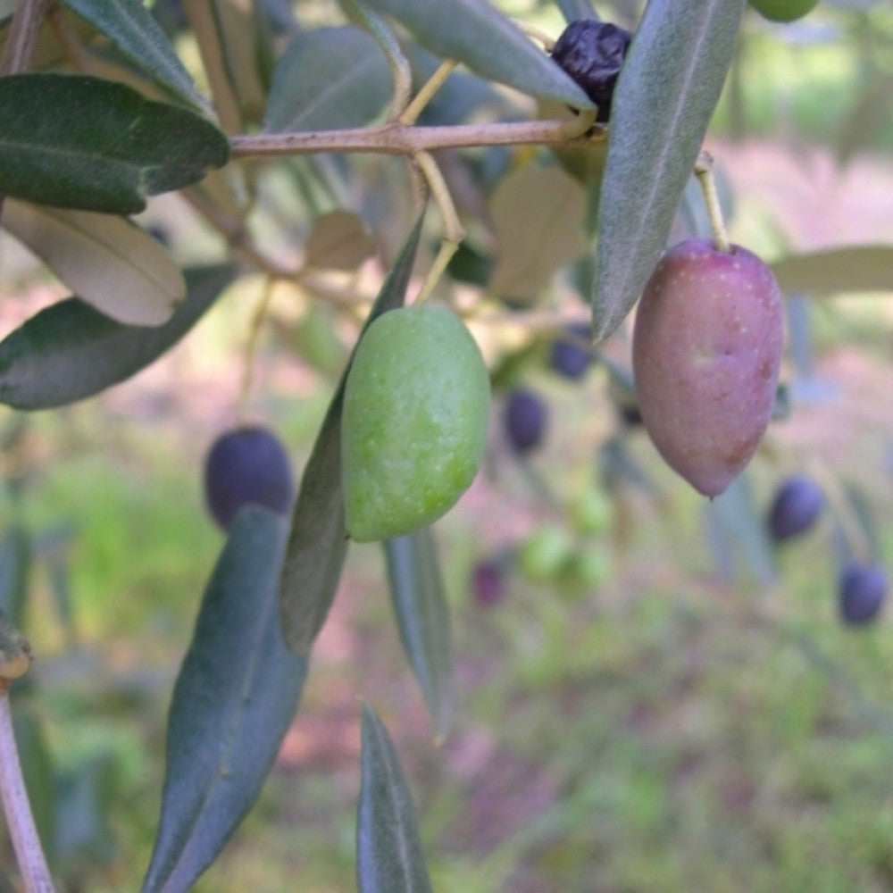 PIANTA DI ULIVO MIGNOLA in vaso 20/fitocella età 2/3 anni (foto reali)