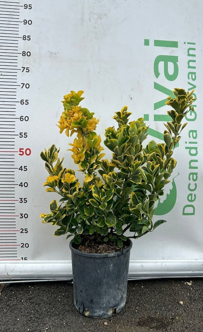 50 Piante di Evonimo V18 H 70/80 cm – Siepe Sempreverde – Euonymus Japonicus