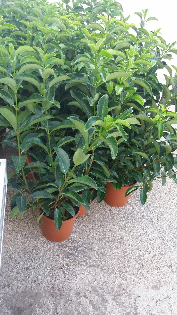 N. 10 PIANTE DI VIBURNO LUCIDO altezza 70/80 cm siepe (foto reale) vaso 24 cm