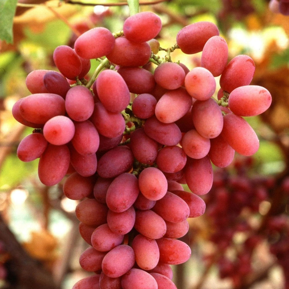 PIANTA DA FRUTTO UVA CRIMSON SEEDLESS in vaso età 2/3 anni