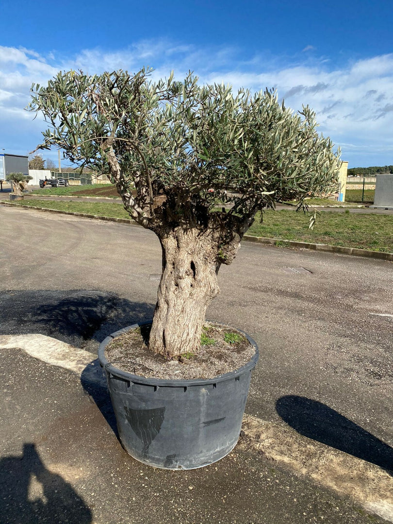 Albero di Ulivo  Secolare FOTO REALI ritiro in zona Altamura (BA)