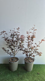 Carica immagine nel visualizzatore Galleria, Acer Palmatum Skeeters Broom vaso 19 cm (foto reali)