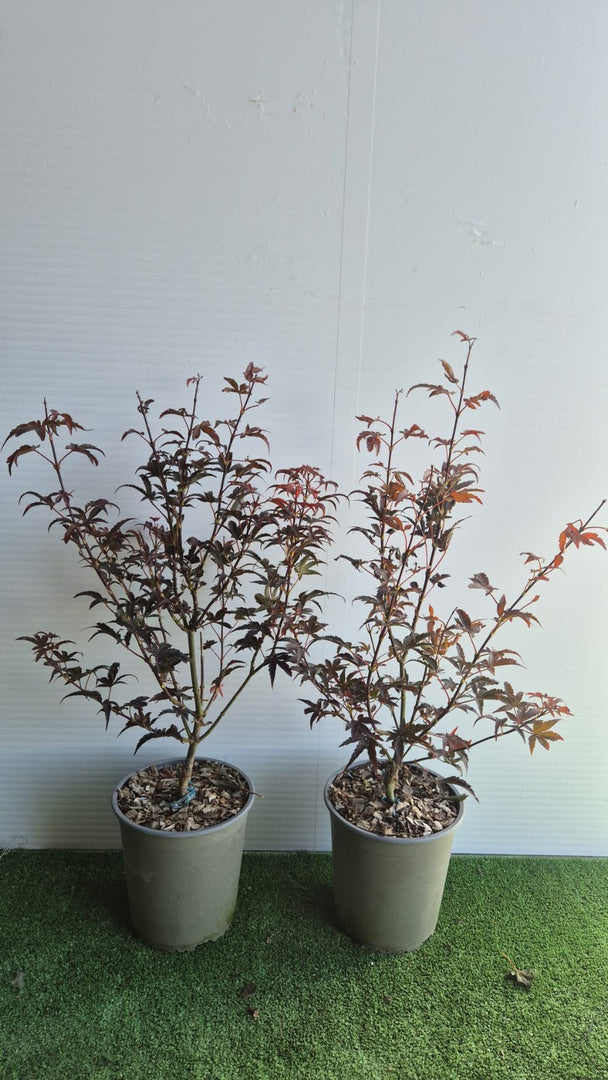 Acer Palmatum Skeeters Broom vaso 19 cm (foto reali)