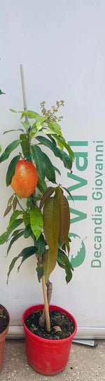 Carica immagine nel visualizzatore Galleria, PIANTA DA FRUTTO TROPICALE MANGO KENSINGTON in vaso 20 età 2/3 anni (foto reali)