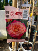 Carica immagine nel visualizzatore Galleria, PIANTA DI ROSA ALBERELLO BARNI  VASO BIANCO  COLORI MIX