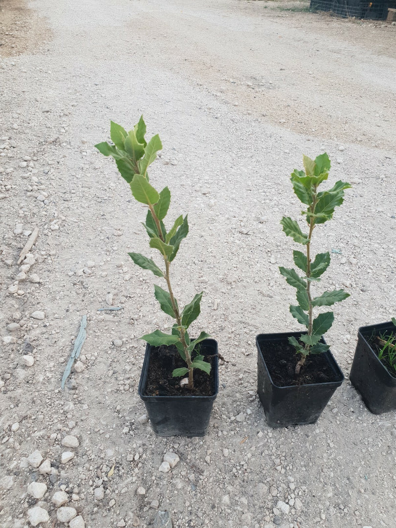 N. 24 PIANTE DI QUERCIA "LECCIO " cm 30/40 in vaso 10 (foto reali) quercus ilex