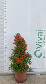 Carica immagine nel visualizzatore Galleria, PIANTA DI PIRACANTA A PIRAMIDE ALTEZZA 60/80 CM (FOTO REALI) PYRACANTHA IN VASO