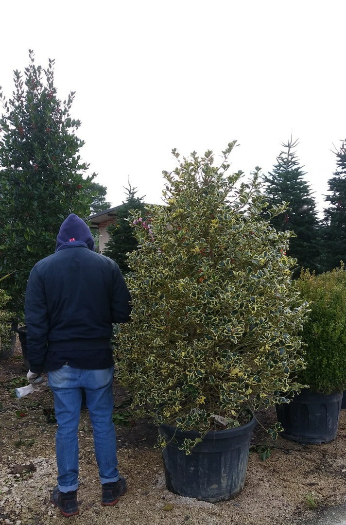 PIANTA DI AGRIFOGLIO ILEX VARIEGATO ALTEZZA 140/150 CM FOTO REALI
