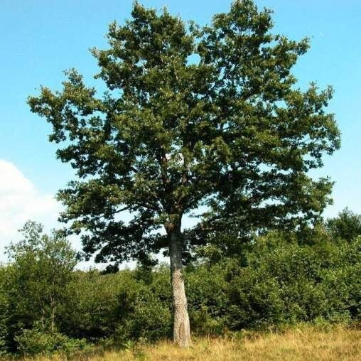 PIANTE DI QUERCIA CERRO Q. CERRIS IN VASO 24 CM ALTEZZA 170 CM