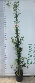 Carica immagine nel visualizzatore Galleria, PIANTA DI RINCOSPERMUM FALSO  GELSOMINO ALT. 160 cm VASO 22 C(foto reali)