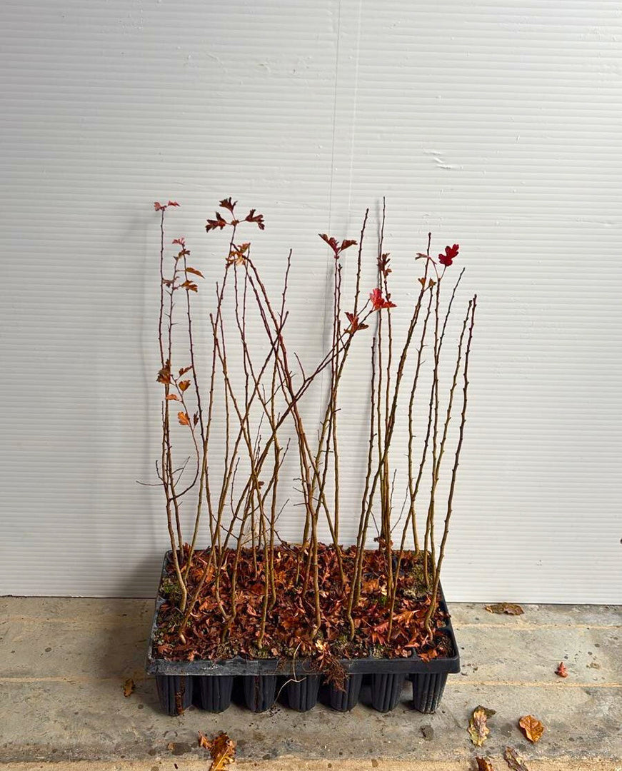 3 x PIANTA di BIANCOSPINO COMUNE 'CRATAEGUS MONOGYNA'