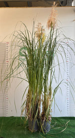 Carica immagine nel visualizzatore Galleria, PIANTA DI CORTADELIA SELLOANA ROSA/BIANCA (FOTO REALI)