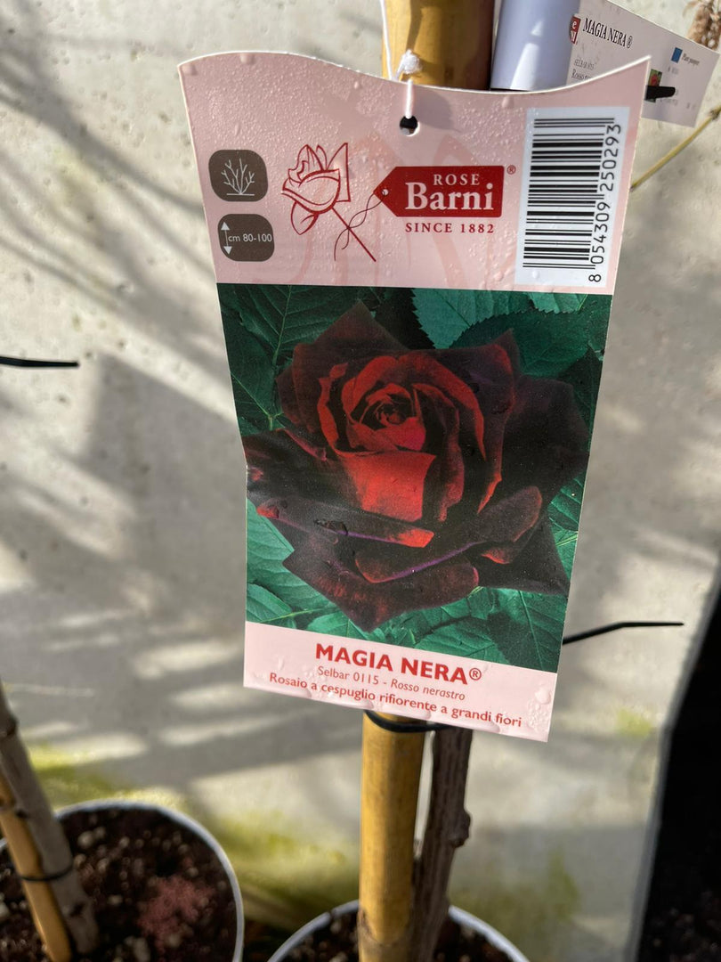 PIANTA DI ROSA ALBERELLO BARNI  VASO BIANCO  COLORI MIX