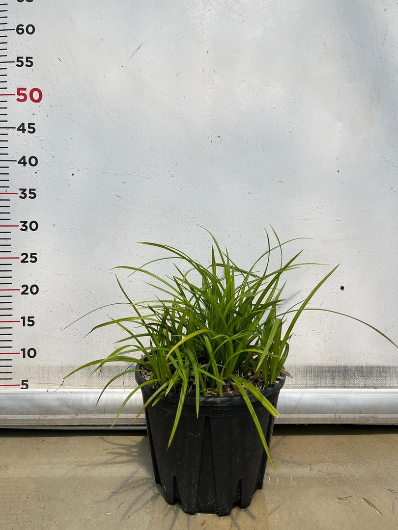 CAREX IRISH GREEN pianta graminacea erbacea perenne